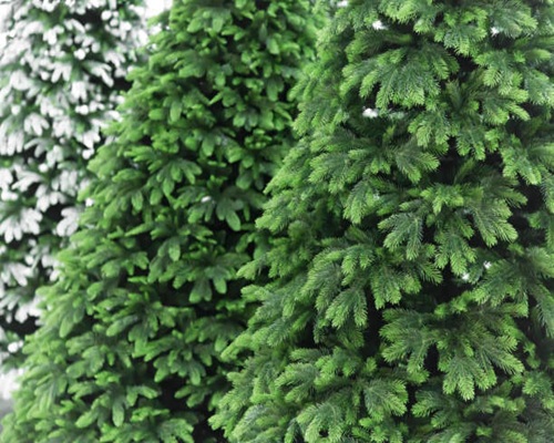 Istockphoto 1162103429 612x612