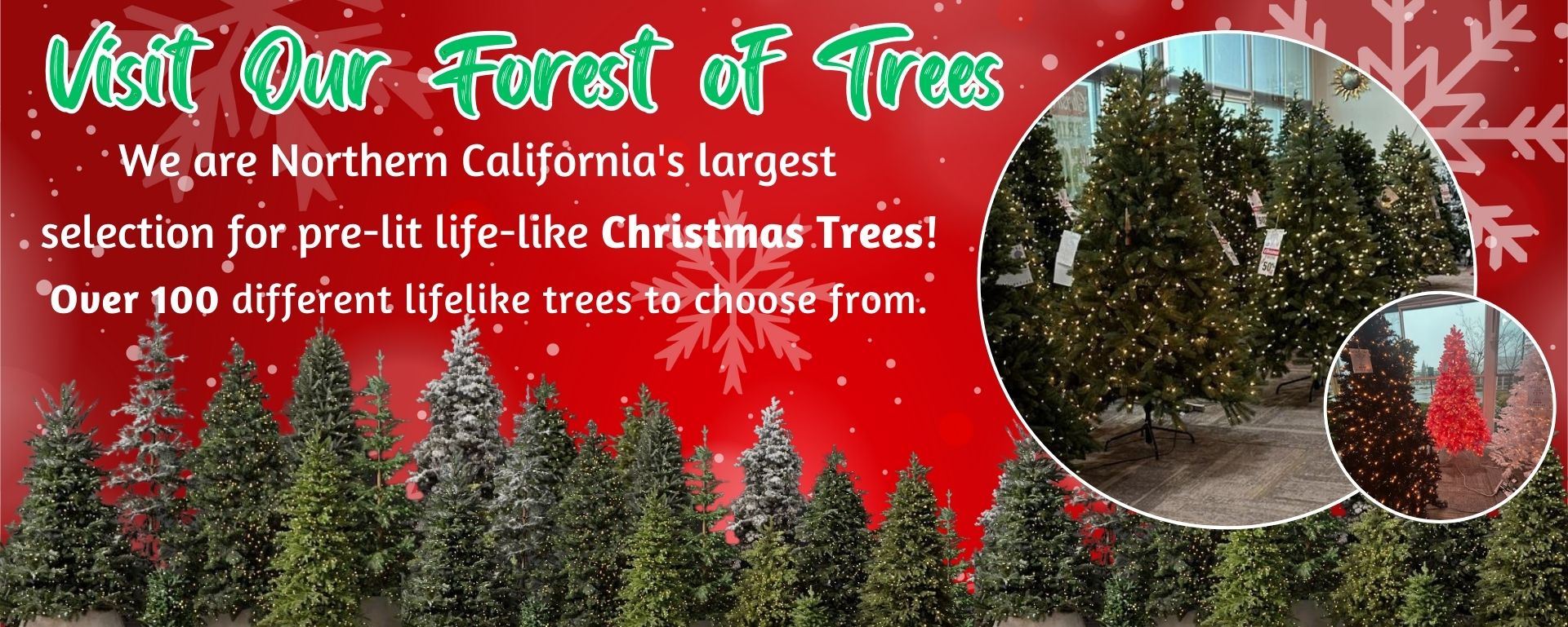 Copy Of Forest Of Trees Banners 2024 (1920 X 769 Px) (14)