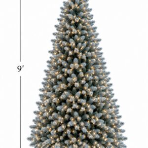 Blue Spruce 9